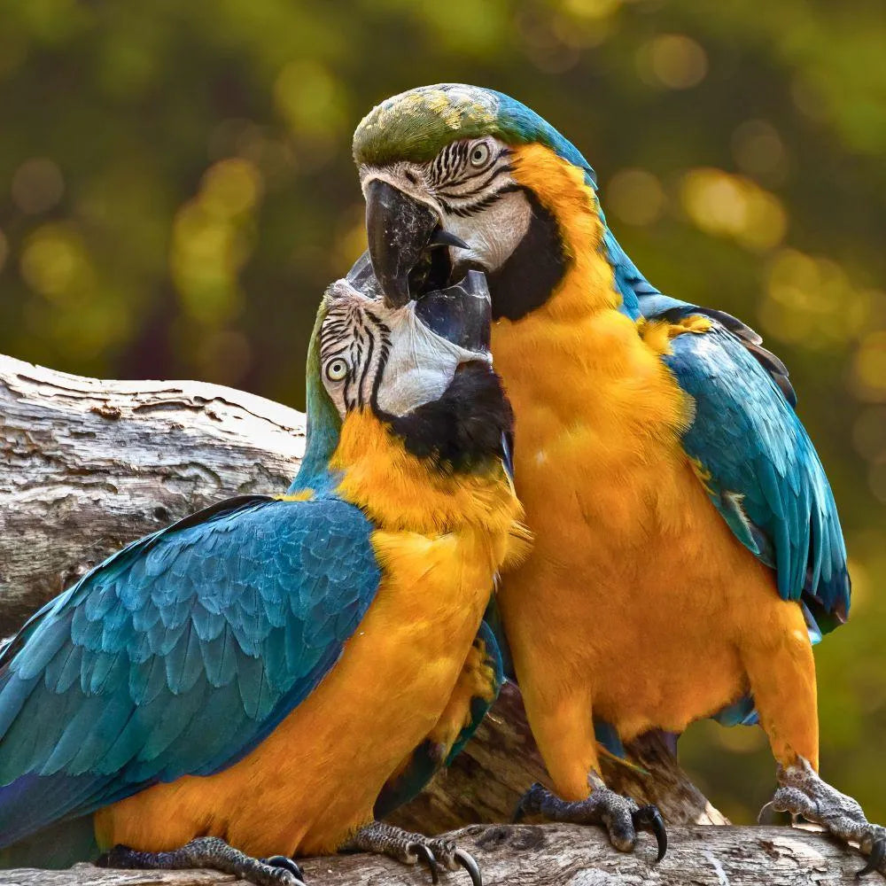 Ziervögel