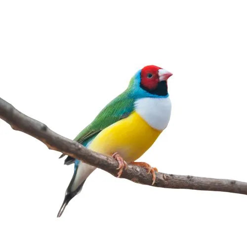 exotic pet food