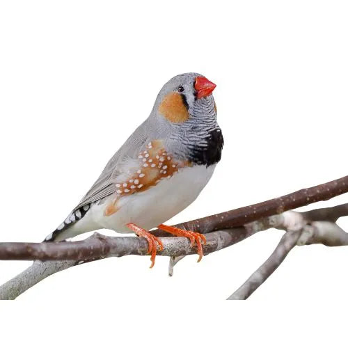 Waldvogelfutter