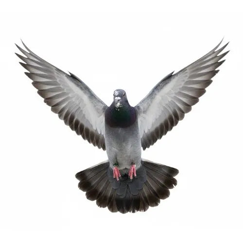 Reisezeit