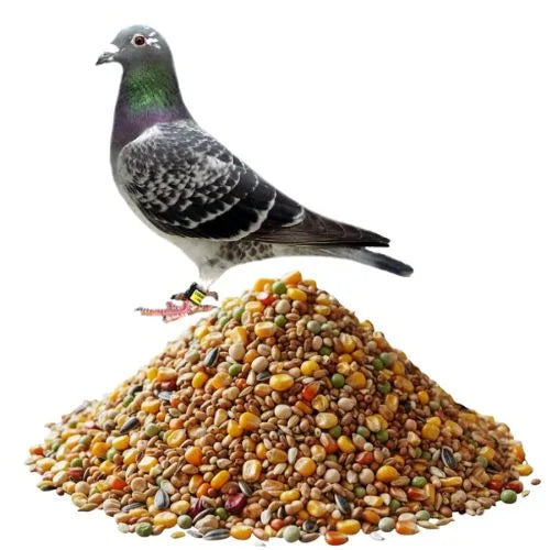 all-season feed