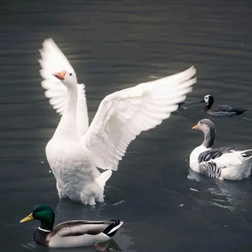 Enten & Gänse