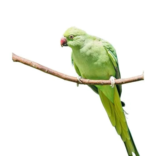 Food for large parakeets