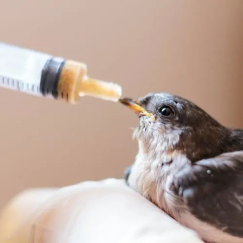 hand-rearing food
