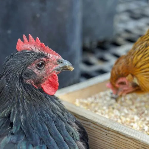 Poultry - specialty feed