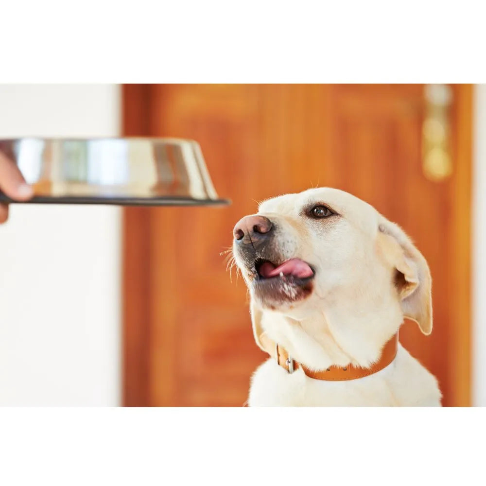 Hundefutter