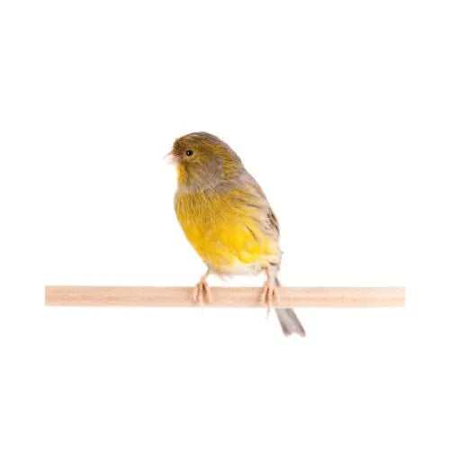 canary food