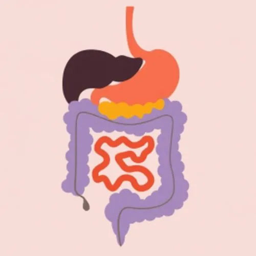 Gut flora for chickens