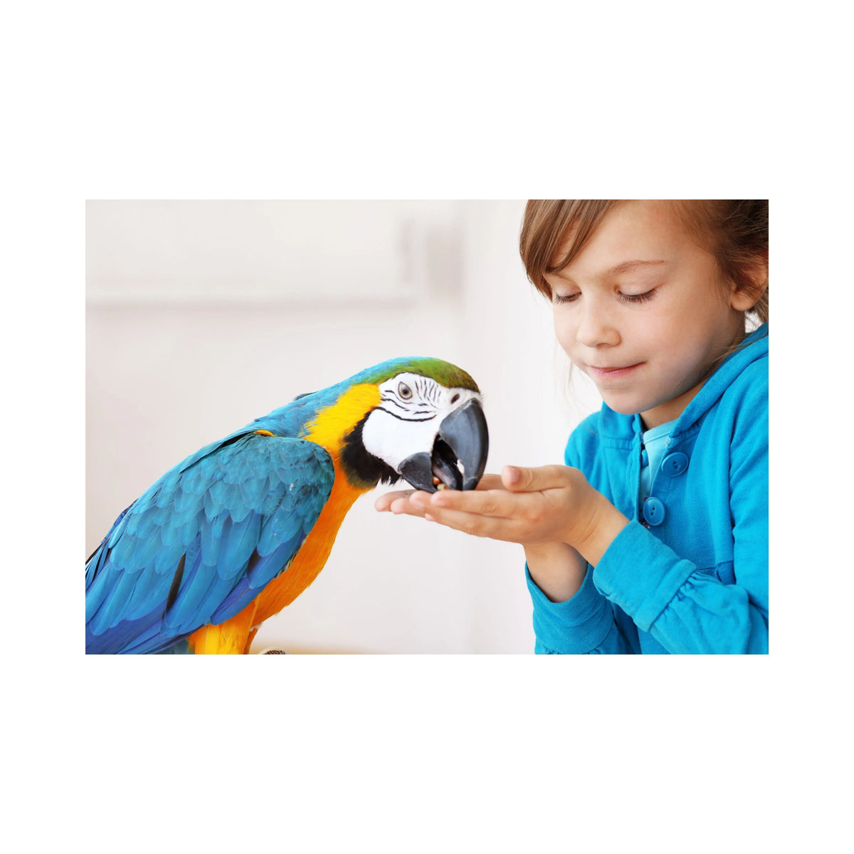 parrot food