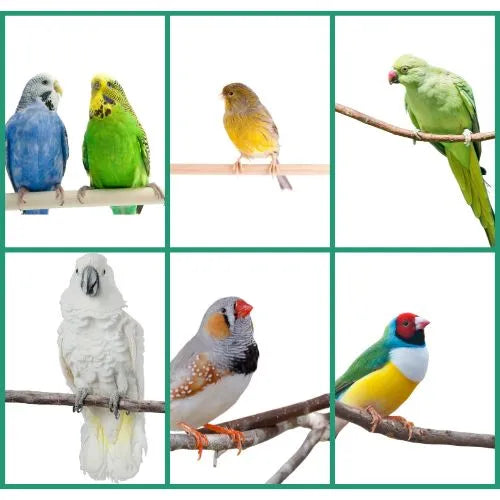 Ornamental birds - feed mixes