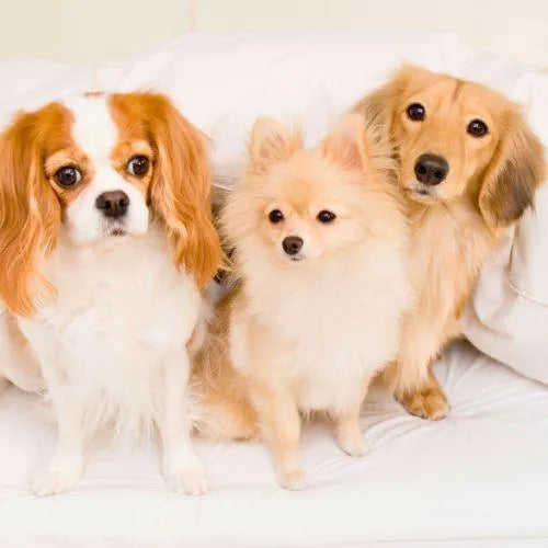 Snacks und Kausnacks für Hunde