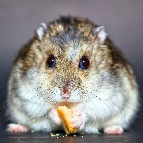 rodent