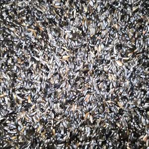 Eurital Nigersaat Einzelfutter Ölreich Vogelfutter