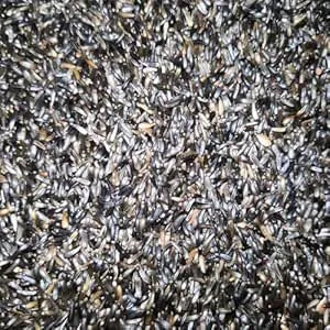 Eurital Eurital Nigersaat Einzelfutter Ölreich Vogelfutter - Animals & Pet Supplies > Pet Supplies > Bird Supplies > Bird Food Einzelfuttermittel