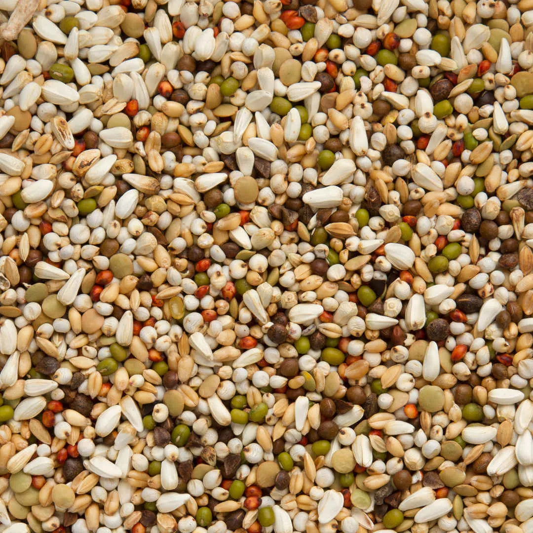 Beyers Belgium BEYERS Zoontjens Basis Gelb 25kg - Animals & Pet Supplies > Pet Supplies > Bird Supplies > Bird Food Einzelfuttermittel