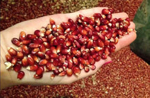 Eurital Eurital Bordeaux Mais 5 kg - Animals & Pet Supplies > Pet Supplies > Bird Supplies > Bird Food Einzelfuttermittel