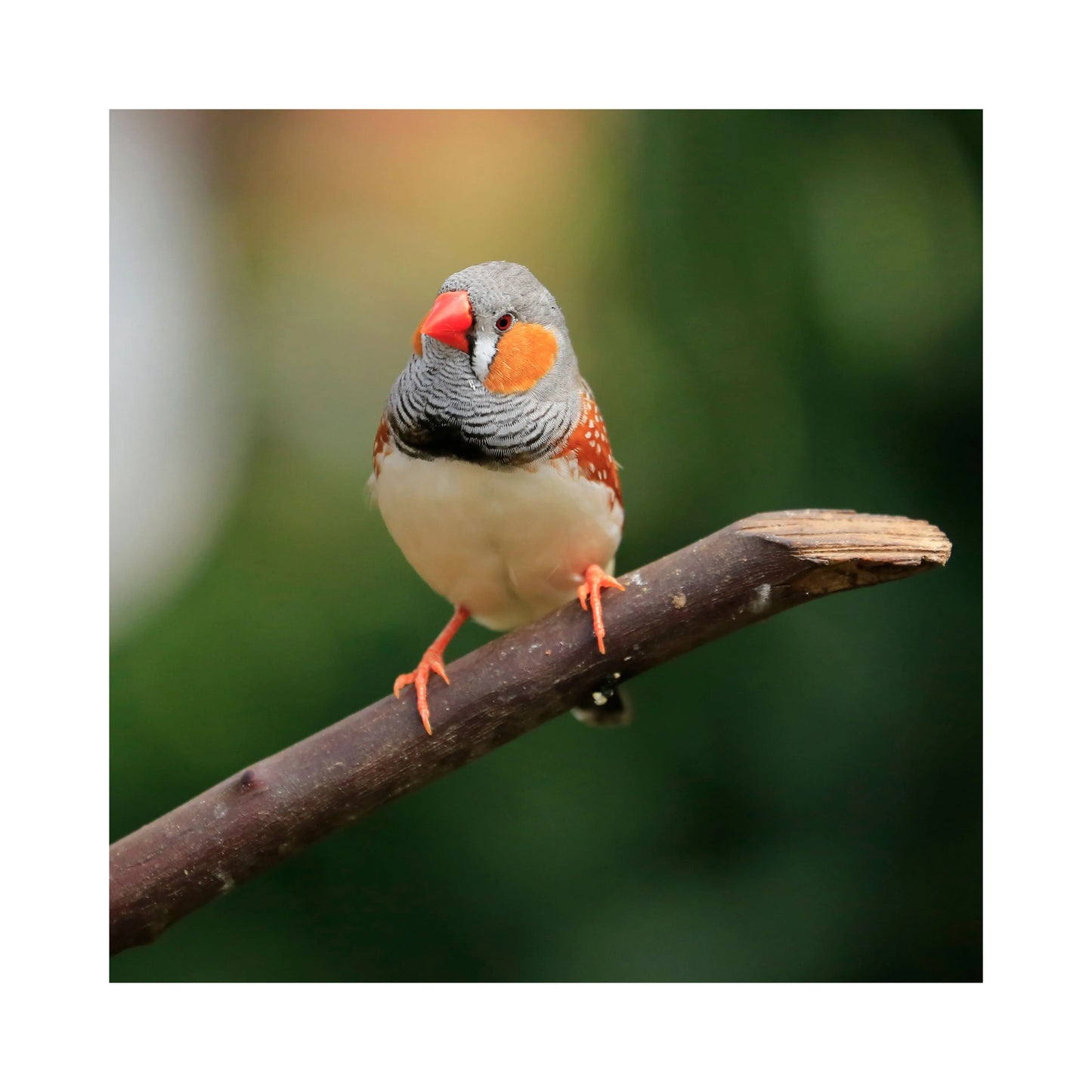 Eurital Eurtial Exoten-Mix - Animals & Pet Supplies > Pet Supplies > Bird Supplies > Bird Food