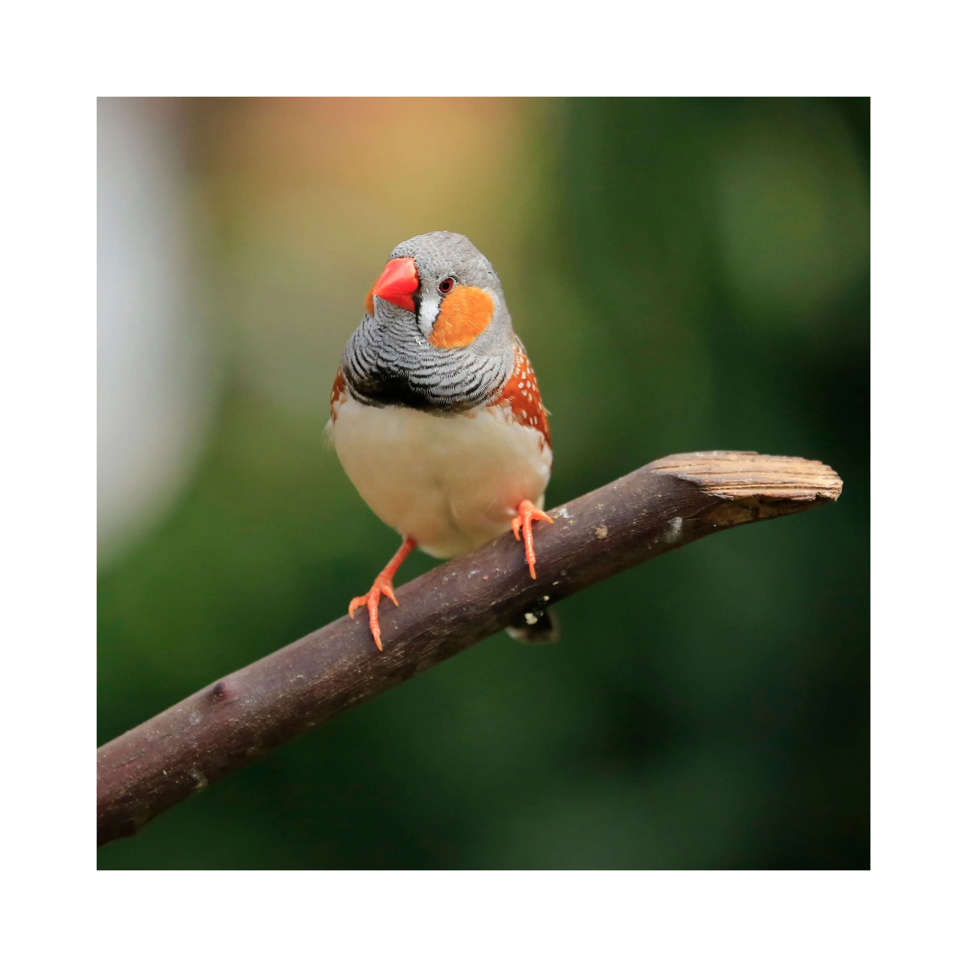 Eurital Eurtial Exoten-Mix - Animals & Pet Supplies > Pet Supplies > Bird Supplies > Bird Food