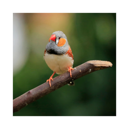 Eurital Eurtial Exoten-Mix - Animals & Pet Supplies > Pet Supplies > Bird Supplies > Bird Food