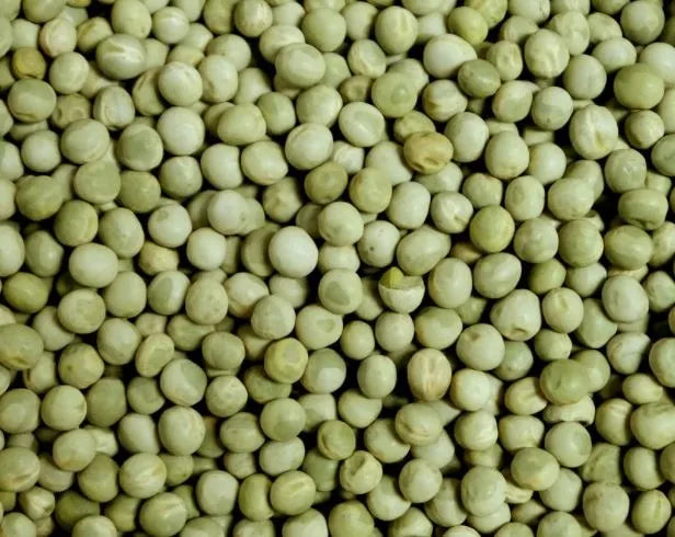 Eurital Eurital Grüne Erbsen 5kg - Animals & Pet Supplies > Pet Supplies > Bird Supplies > Bird Food