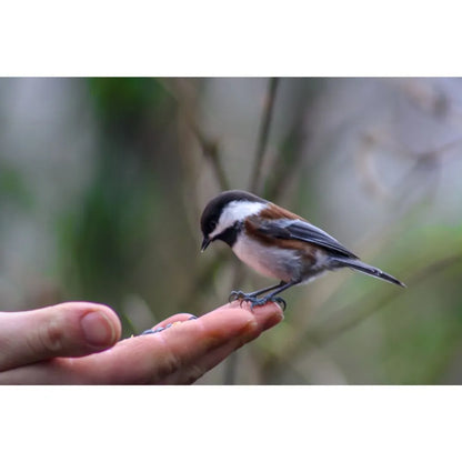 Eurital Eurital Streufutter 5 kg - Animals & Pet Supplies > Pet Supplies > Bird Supplies > Bird Food