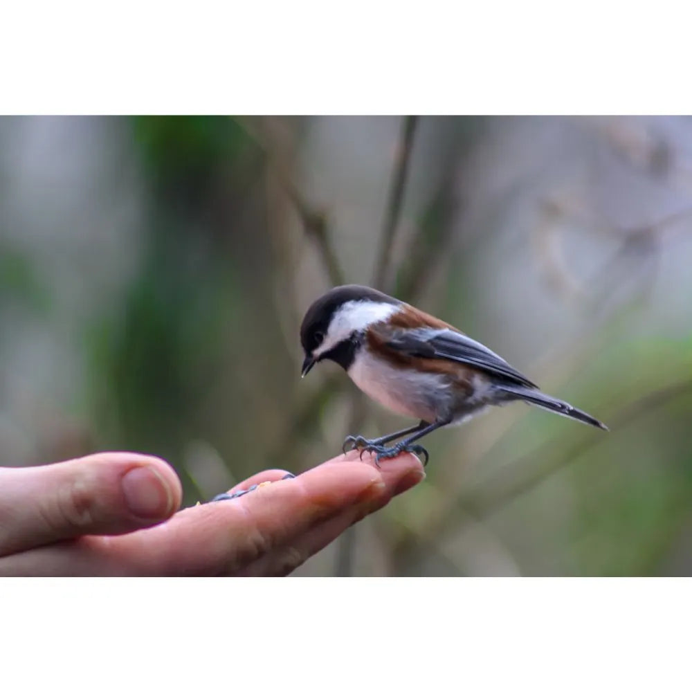 Eurital Eurital Streufutter 5 kg - Animals & Pet Supplies > Pet Supplies > Bird Supplies > Bird Food