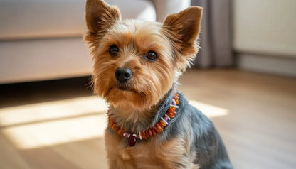 Bernsteinkette für den Hund mit Sugilith und Koralle Länge 25cm