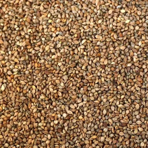 Eurital Eurital Japan Hirse - Animals & Pet Supplies > Pet Supplies > Bird Supplies > Bird Food Einzelfuttermittel