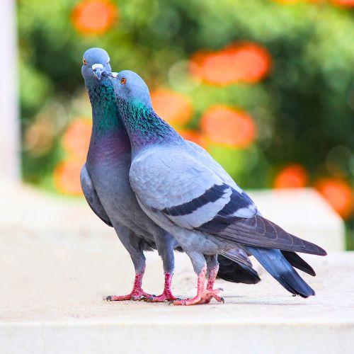 Kategorie Brieftauben auf dem Foto 2 Brieftauben