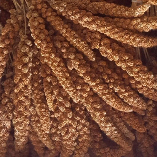 Eurital Eurital French red millet spray, 5 kg - Animals & Pet Supplies > Pet Supplies > Bird Supplies > Bird Food