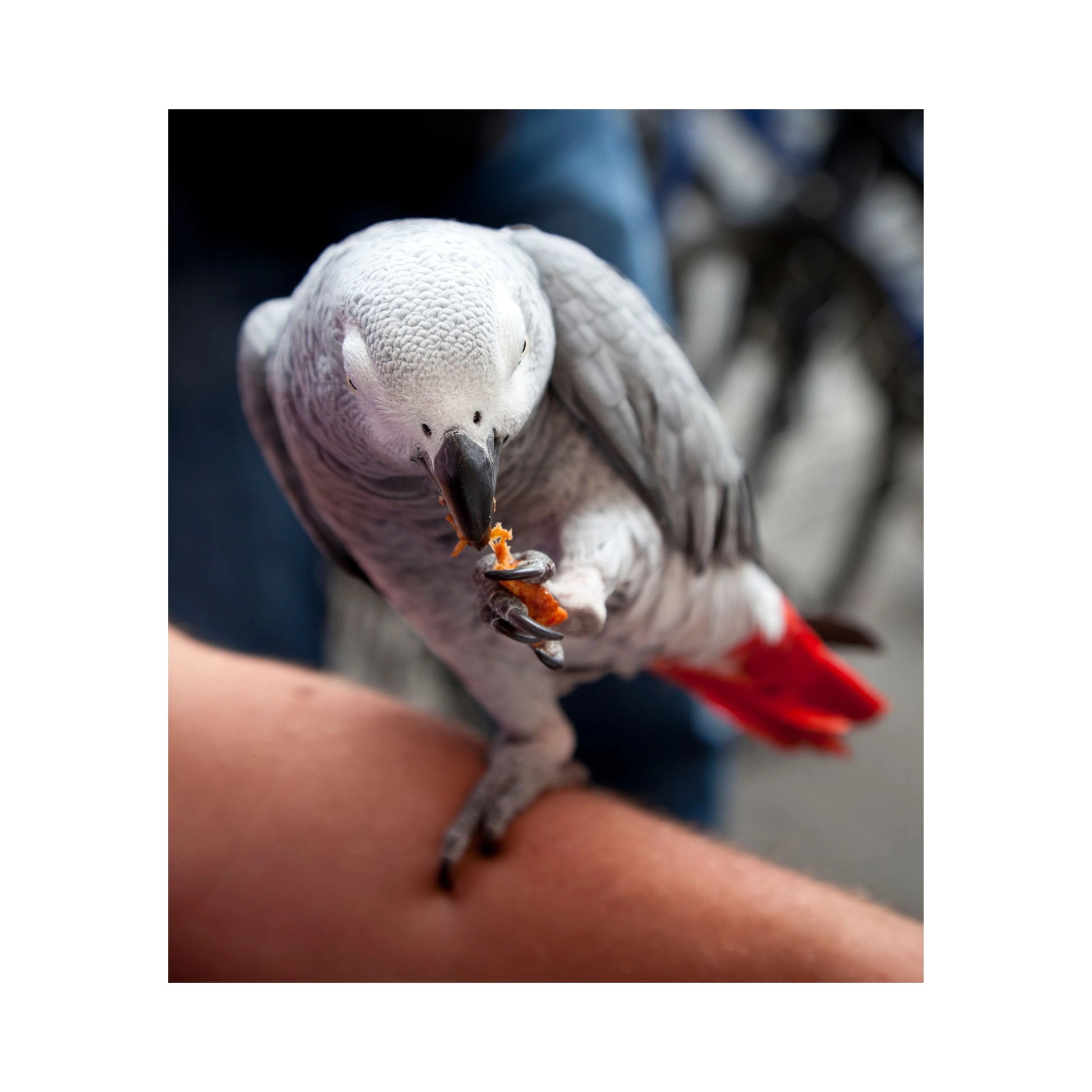 Eurital Eurital Papagei Frucht Mix - Animals & Pet Supplies > Pet Supplies > Bird Supplies > Bird Food Einzelfuttermittel