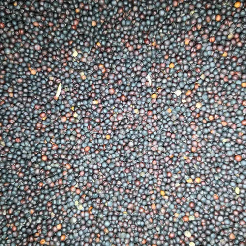 Eurital Eurital Raps / Rapssaat / Rapssamen schwarz 2,5 kg - Animals & Pet Supplies > Pet Supplies > Bird Supplies > Bird Food