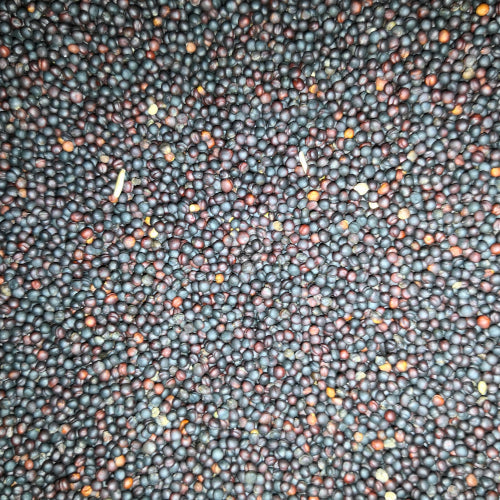 Eurital Raps / Rapssaat / Rapssamen schwarz 2,5 kg