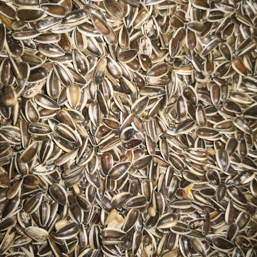 Eurital Gestreifte Sonnenblumenkerne 5kg für Vögel und Haustiere