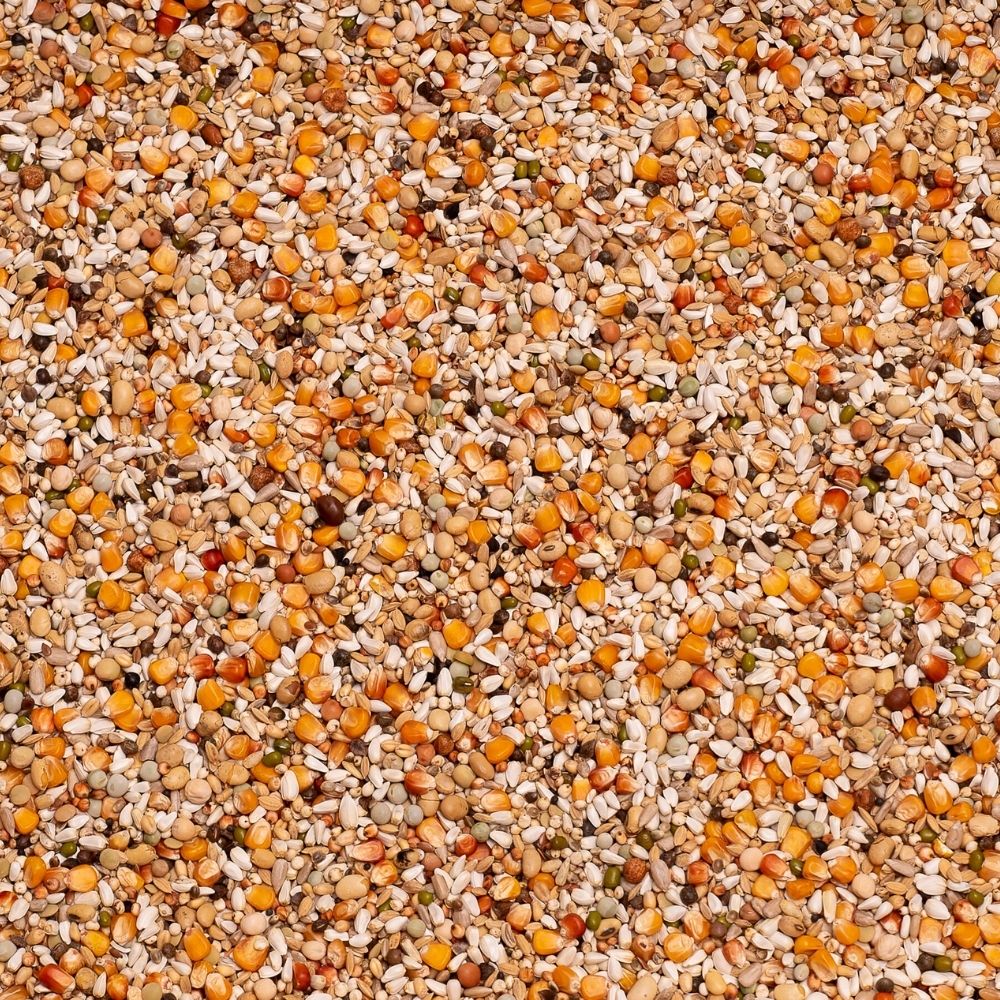 Beyers Premium Youngsters 20 kg