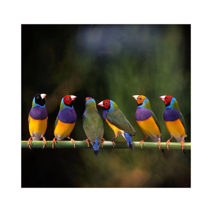 Eurital Eurtial Exoten-Mix - Animals & Pet Supplies > Pet Supplies > Bird Supplies > Bird Food