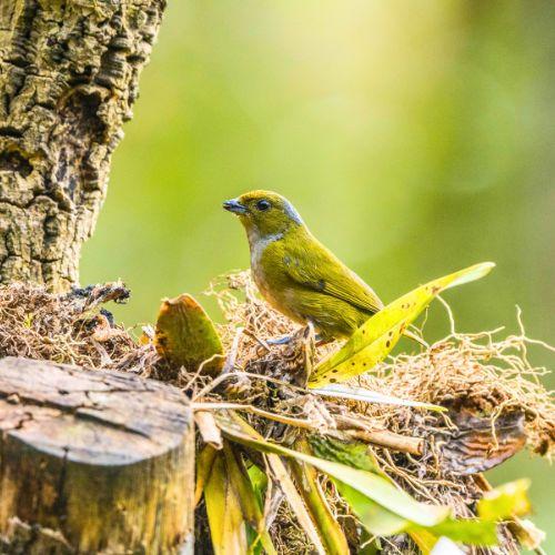 Kategorie Freilebende Vögel – Wildvögel in der Natur