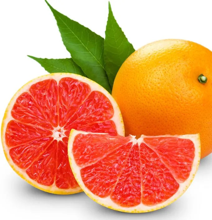 Stamox Citromed Avi 100ml - Animals & Pet Supplies > Pet Supplies > Bird Supplies > Bird Food Ergänzungsfuttermittel