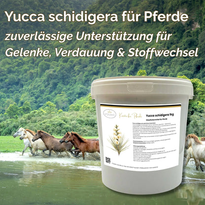 Yucca schidigera Pferd Pulver 1kg